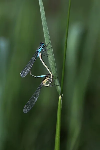 Blue Tailed Damselfly Acasalamento Close Vista Contra Fundo Borrado — Fotografia de Stock