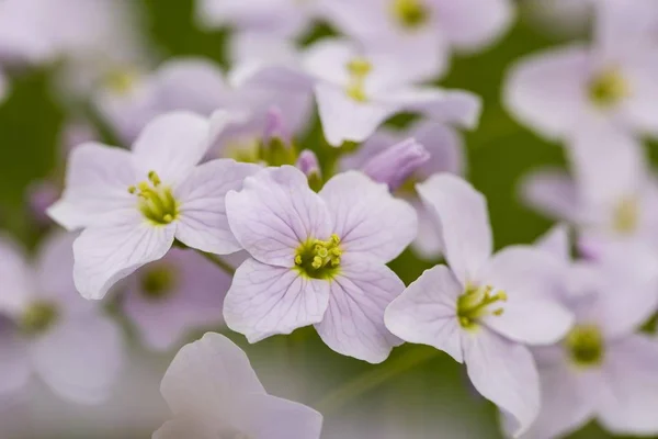 Cuckoo Flower Close Vista Contra Fundo Borrado — Fotografia de Stock