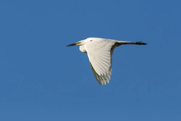 Grande Egret Volo Contro Cielo Blu — Foto Stock