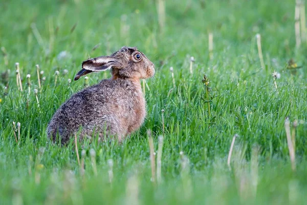 European Hare Sitting Field Grass — Stock Photo, Image