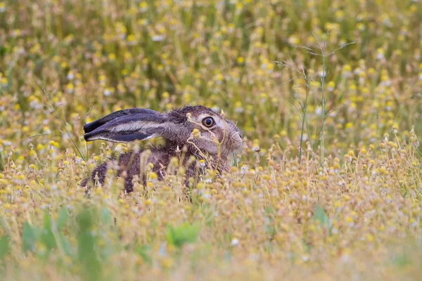 Lièvre Europe Assis Dans Champ Herbe — Photo