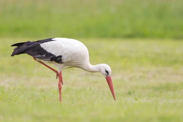 Witte Ooievaars Waden Weide Foerageren Voor Voedsel — Stockfoto