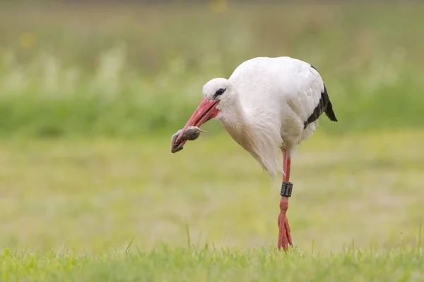 Witte Ooievaars Waden Weide Foerageren Voor Voedsel — Stockfoto