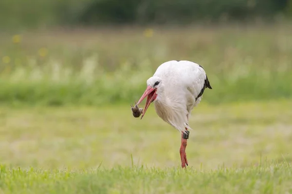 Witte Ooievaars Waden Weide Foerageren Voor Voedsel — Stockfoto