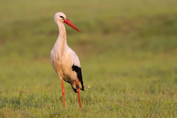 Witte Ooievaars Waden Weide Foerageren Voor Voedsel — Stockfoto