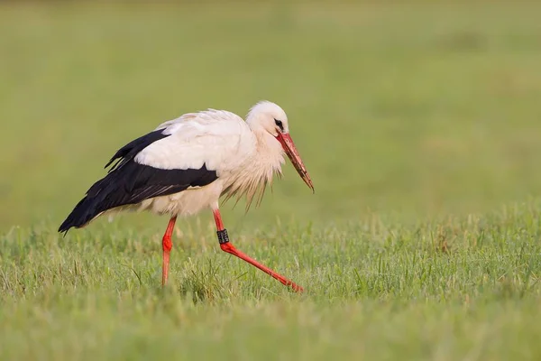 Cigüeña Blanca Vadeando Prado Buscando Comida — Foto de Stock