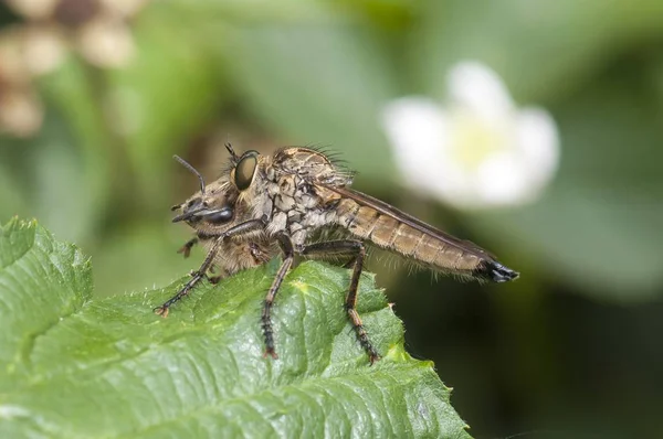 Golden-tabbed Robberfly with captured honey bee on a blackberry leaf