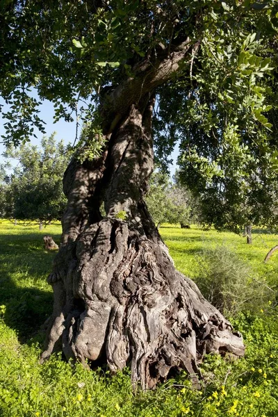 Old Evergreen Oak Flowering Clover Meadow Majorca Balearic Islands Spain — Stock Photo, Image