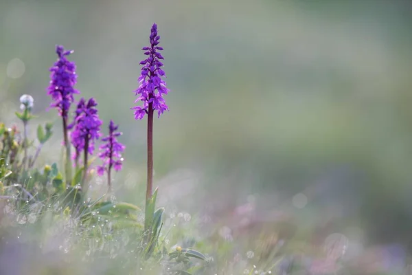 Marsh Orchid Spotted Orchid Closeup View Blurred Background — Stock Photo, Image