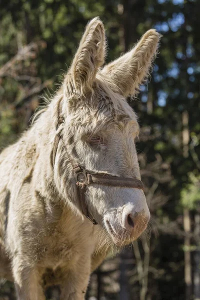 Burro Doméstico Vista Primer Plano Contra Fondo Borroso —  Fotos de Stock