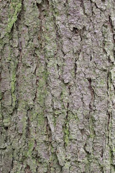 欧洲落叶松树皮 特写视图 — 图库照片