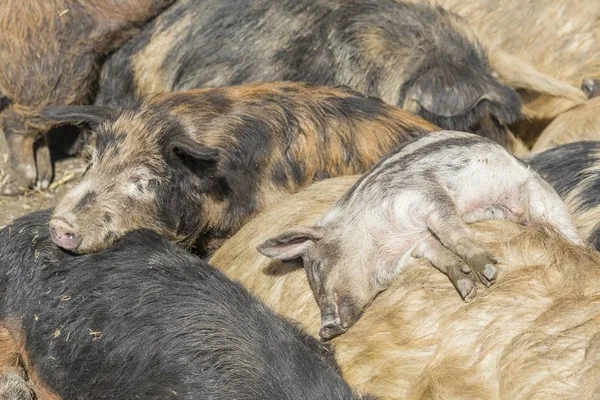 Mangalitsa or Mangalitza Pigs sleeping together at farm