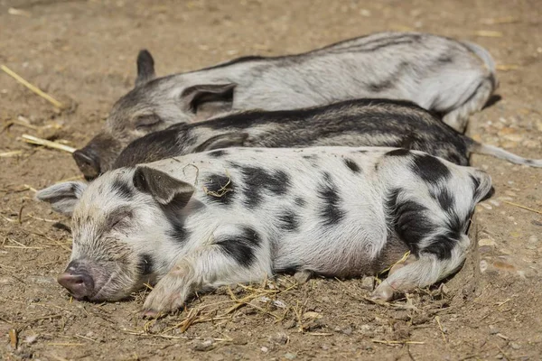 Mangalitsa or Mangalitza Pigs sleeping together at farm