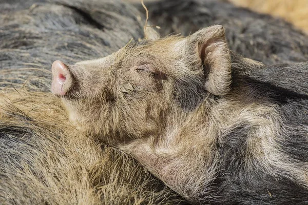 Turopolje Sleeping Piglet Closeup View — Stock Photo, Image