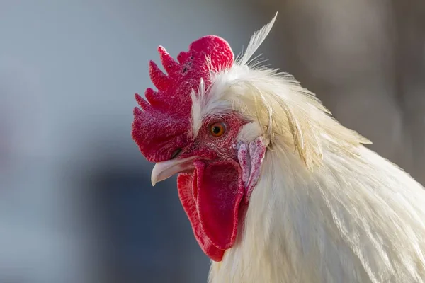 Domestic Fowl Rooster Closeup View Blurred Background — Stock Photo, Image