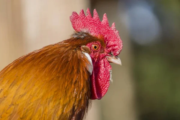 Domestic Fowl Rooster Closeup View Blurred Background — Stock Photo, Image