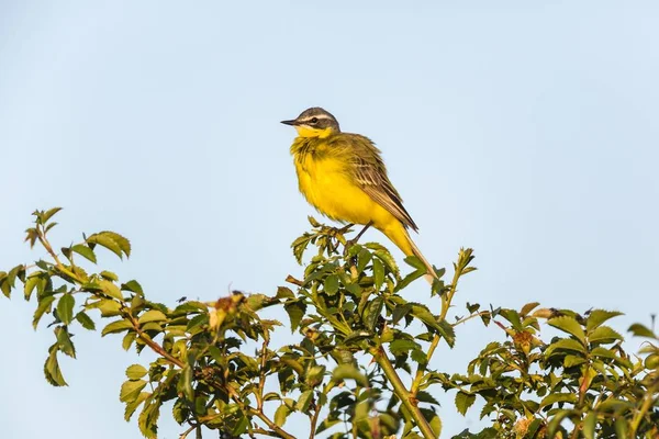 Westelijke Gele Kwikstaart Fokveren Kleed Neergestreken Een Struik — Stockfoto