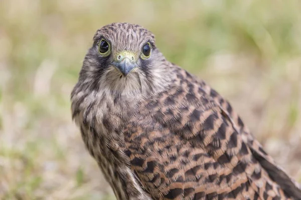 Young Common Kestrel Perched Ground — Stock Photo, Image