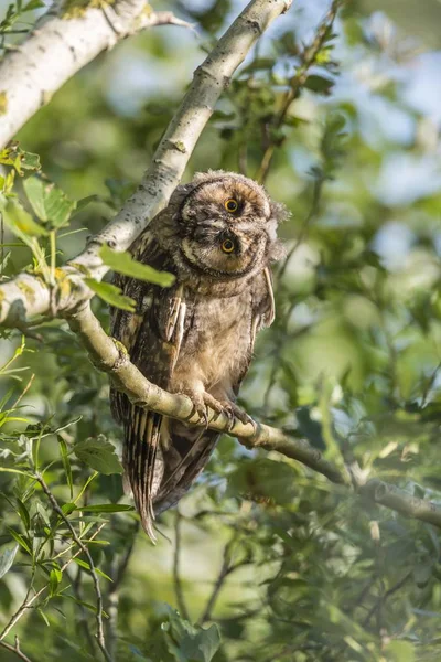 Junge Langohreule Sitzt Auf Ast — Stockfoto