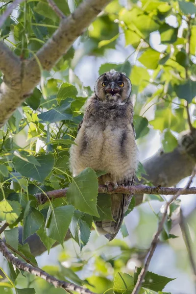 枝の上に座って若い長い耳フクロウ — ストック写真