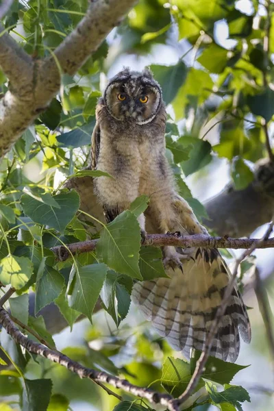 Jeune Hibou Des Marais Assis Sur Une Branche — Photo