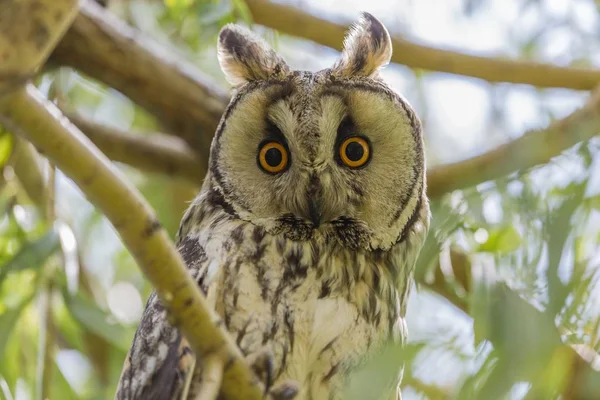 Long-eared owl sitting on branch