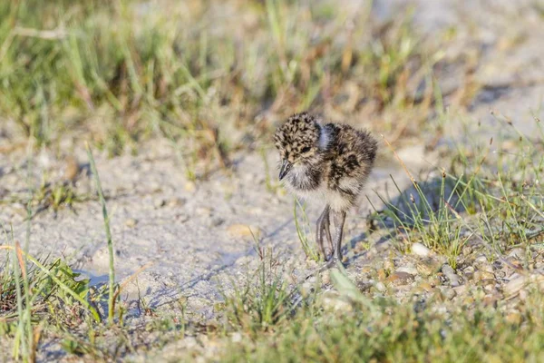 Northern Lapwing Chick Wild Nature — Stockfoto