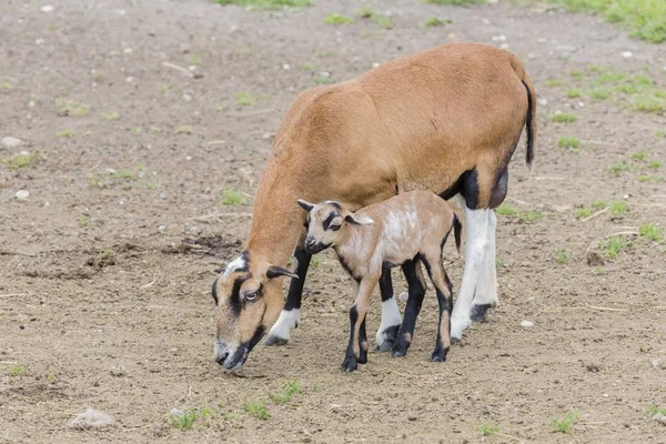 Camerún Ovejas Ovejas Salvajes Hembra Con Cordero Cautiva — Foto de Stock