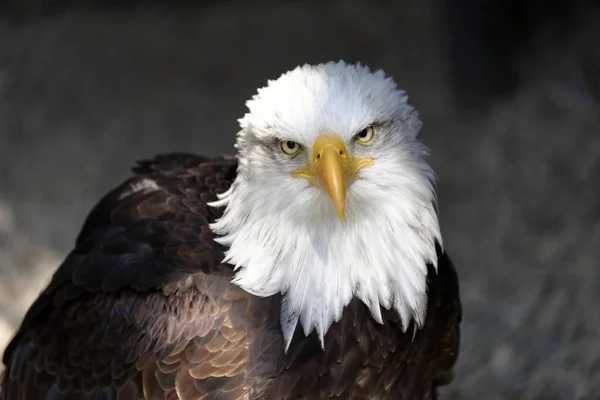 Bald Eagle Closeup Vista Contra Fundo Desfocado — Fotografia de Stock