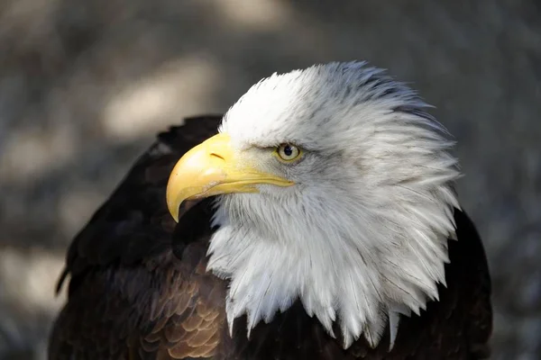 Calvo Águila Vista Cerca Contra Fondo Borroso — Foto de Stock