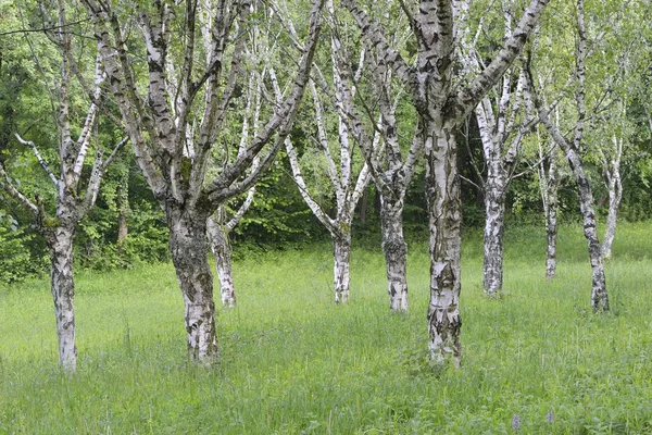 Vista Panorâmica Paisagem Birch Grove — Fotografia de Stock