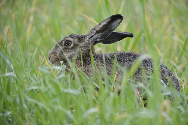 長い緑の草の中に座っているウサギ — ストック写真