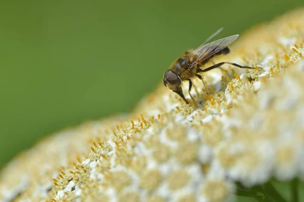 Cheilosia Canicularis Hoverfly Bulanık Arka Plan Karşı Yakın Çekim Görünümü — Stok fotoğraf