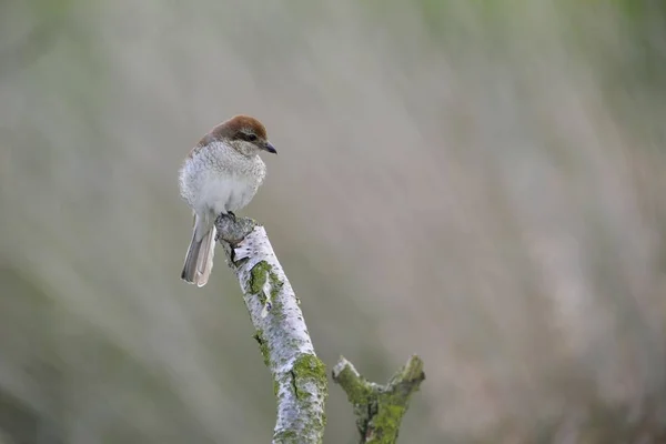 Bulanık Arka Plana Karşı Kırmızı Destekli Shrike Yakın Çekim Görünümü — Stok fotoğraf