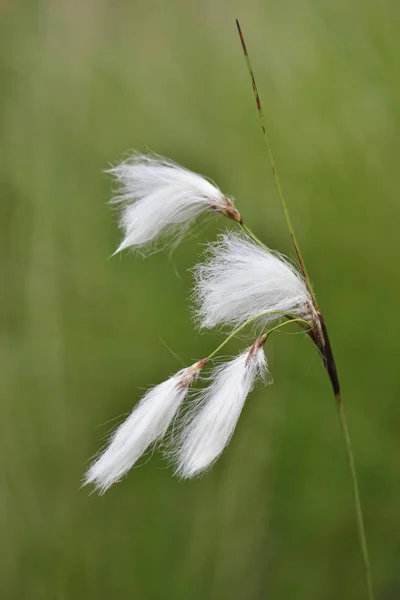 Common Cottongrass Vista Primer Plano Contra Fondo Borroso — Foto de Stock