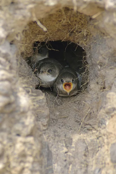 Sand Martins young birds in breeding holes