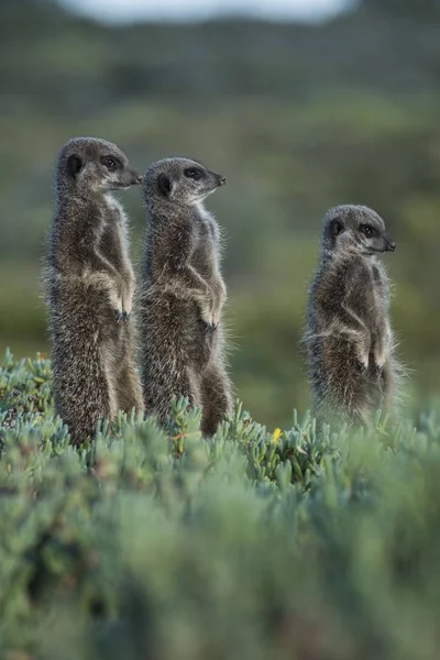 Tre Meerkats Poserar Mot Suddig Bakgrund — Stockfoto