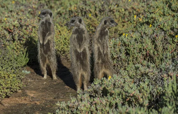 Três Meerkats Posando Contra Fundo Desfocado — Fotografia de Stock