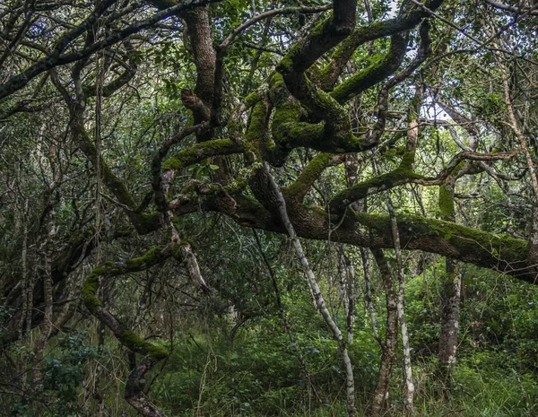 Vista Panorâmica Milkwood Forest Grootbos Gansbay Western Cape África Sul — Fotografia de Stock