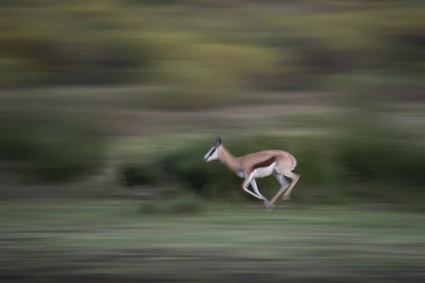 在模糊背景下运行 Springboks — 图库照片