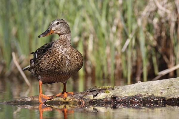 Mallard Kachna Jezeře Divoká Příroda — Stock fotografie