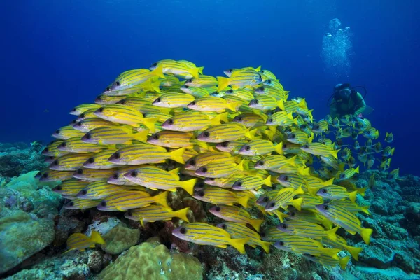 Buceador Viendo Una Escuela Bluestripe Snappers Palau Oceanía — Foto de Stock