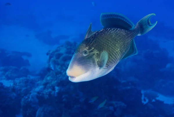 Yellowmargin Triggerfish Zwemmen Onder Blauw Water — Stockfoto