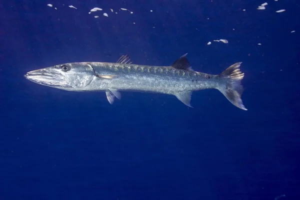 Great Barracuda Swimming Blue Water — Stock Photo, Image