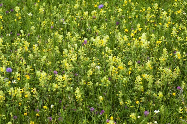 European Yellow Rattle on a flowering spring meadow,