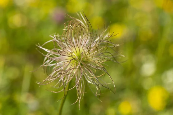 Common Pasque Flower Closeup View Blurred Background — Stock Photo, Image