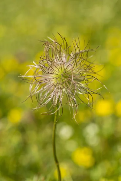 Common Pasque Flower Closeup View Blurred Background — Stock Photo, Image