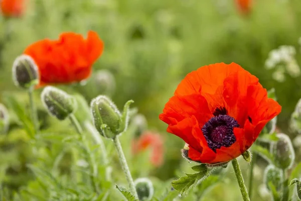 Oriental Poppy Closeup Vista Contra Fundo Desfocado — Fotografia de Stock