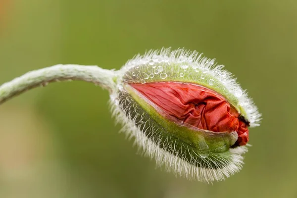 Oriental Poppy Closeup Vista Contra Fundo Desfocado — Fotografia de Stock