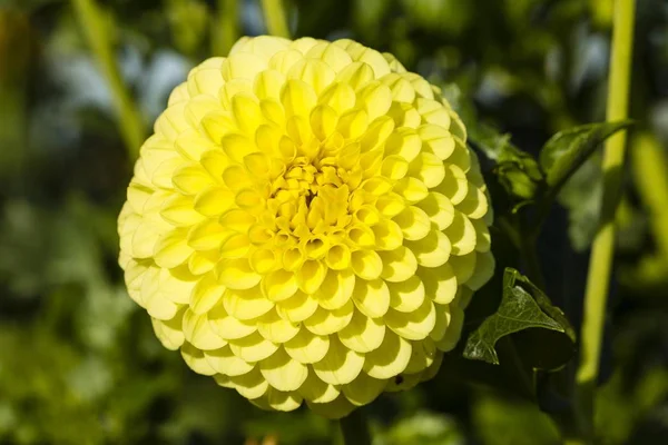 Zbliżenie Piękny Dahlia Kwiat — Zdjęcie stockowe